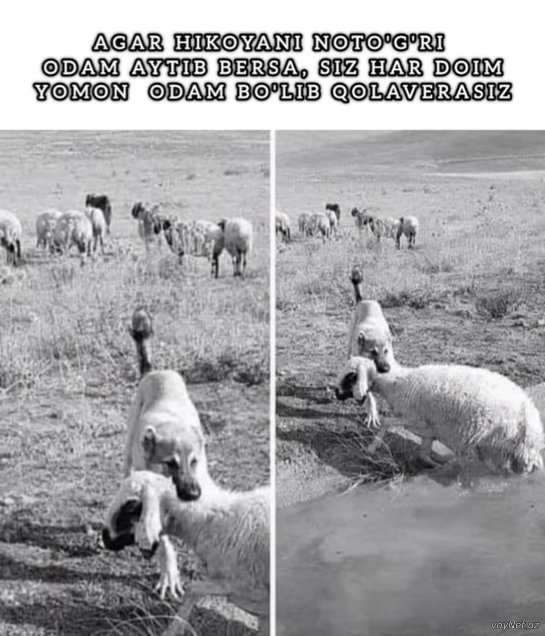 Post Image